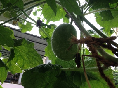 Gourd hanging in the terrace, in container.2016